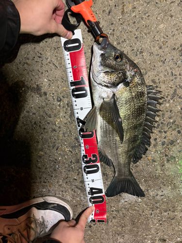 碧南海釣り公園