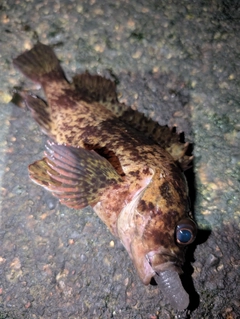 ムラソイの釣果