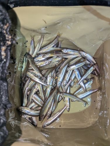 ワカサギの釣果