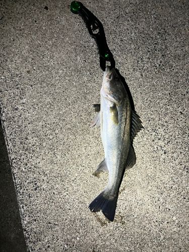 フッコ（マルスズキ）の釣果