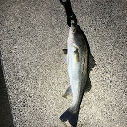 フッコ（マルスズキ）