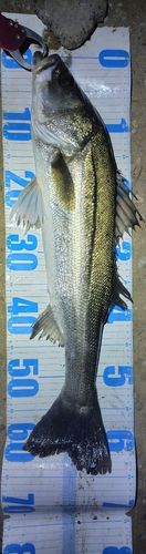 東京湾（アクアライン〜富津）