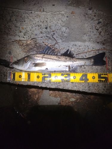 フッコ（マルスズキ）の釣果