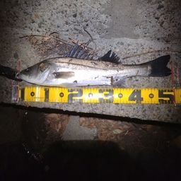 フッコ（マルスズキ）