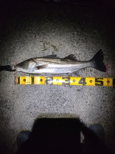 フッコ（マルスズキ）の釣果