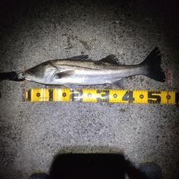 フッコ（マルスズキ）