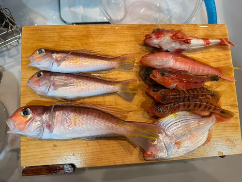 アカアマダイの釣果