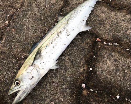 鞠山海遊パーク