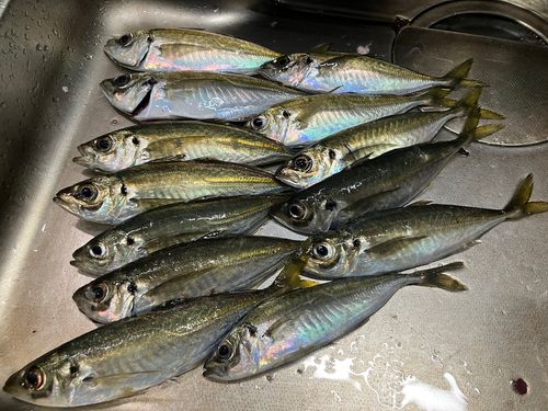 アジの釣果