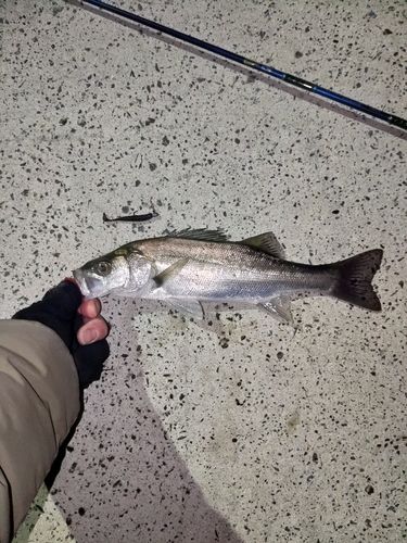 セイゴ（マルスズキ）の釣果