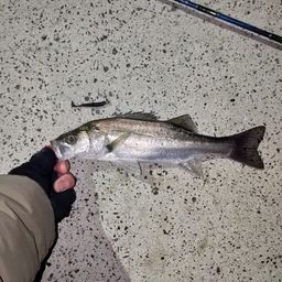 セイゴ（マルスズキ）