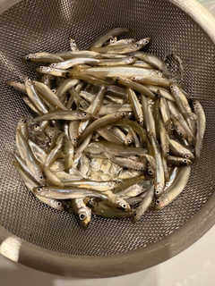 ワカサギの釣果