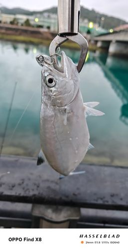 イケカツオの釣果