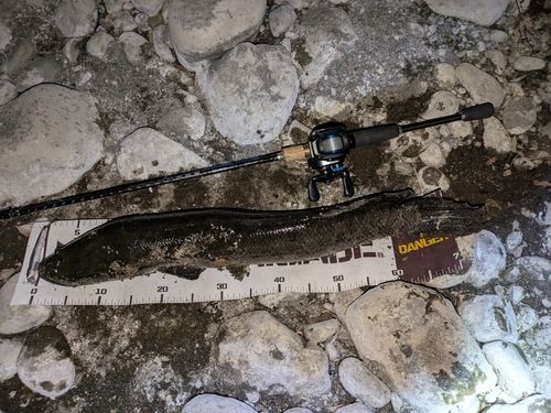 ライギョの釣果