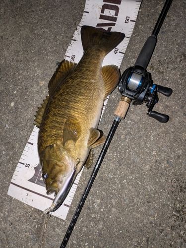 スモールマウスバスの釣果