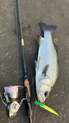 ヒラスズキの釣果