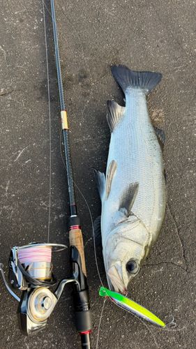 ヒラスズキの釣果