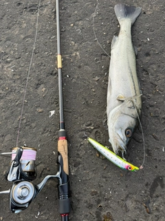 シーバスの釣果