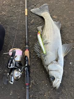 ヒラスズキの釣果