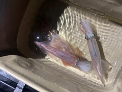 ケンサキイカの釣果