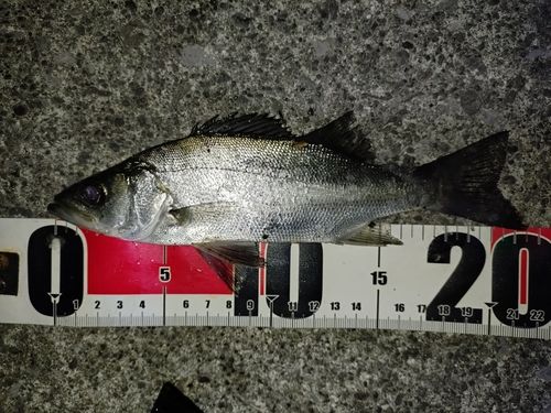 セイゴ（ヒラスズキ）の釣果