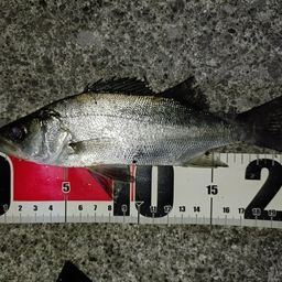 セイゴ（マルスズキ）