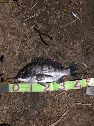 クロダイの釣果