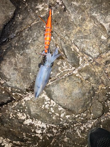 ケンサキイカの釣果