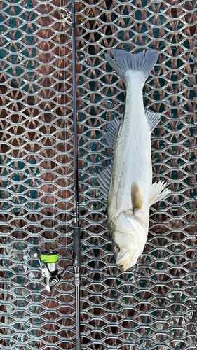 マルスズキの釣果