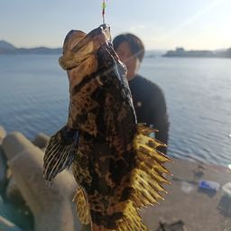 タケノコメバル