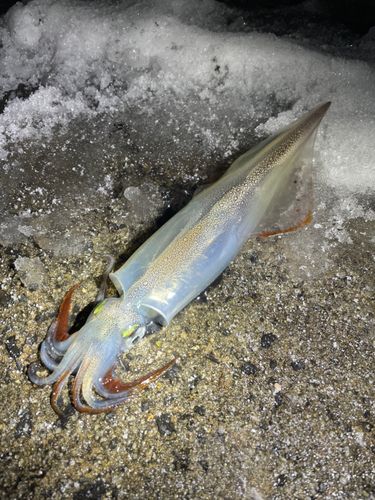 ヤリイカの釣果
