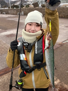 サゴシの釣果