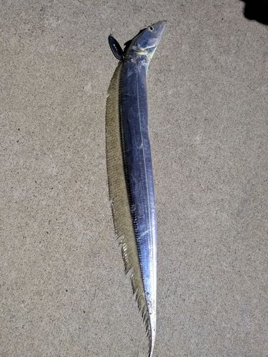 タチウオの釣果