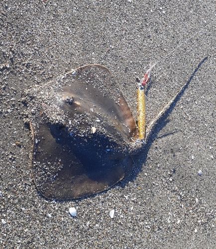 アカエイの釣果