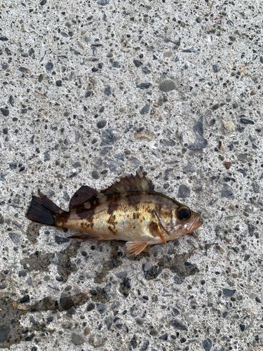 金沢水際線緑地（福浦岸壁）