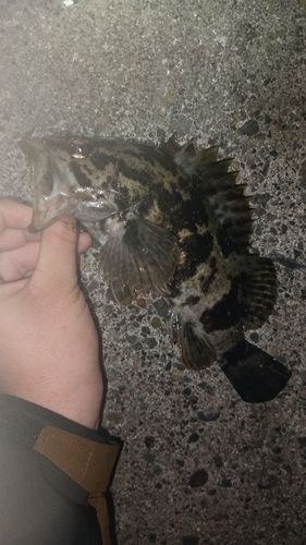 キツネメバルの釣果