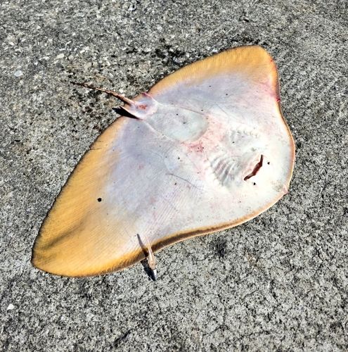 ツバクロエイの釣果