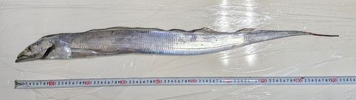 タチウオの釣果