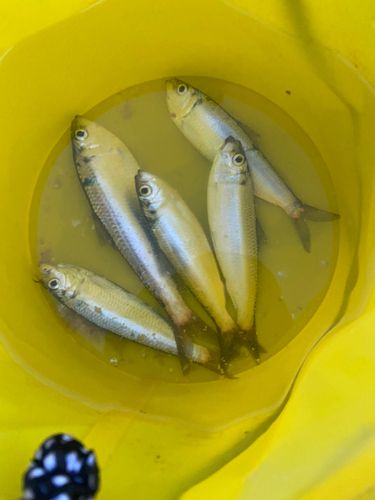 小名浜港アクアマリンふくしま周辺