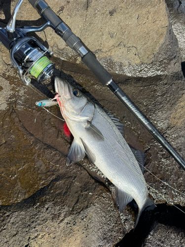 ヒラスズキの釣果