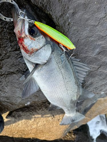 ヒラスズキの釣果