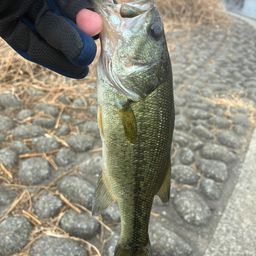 ラージマウスバス