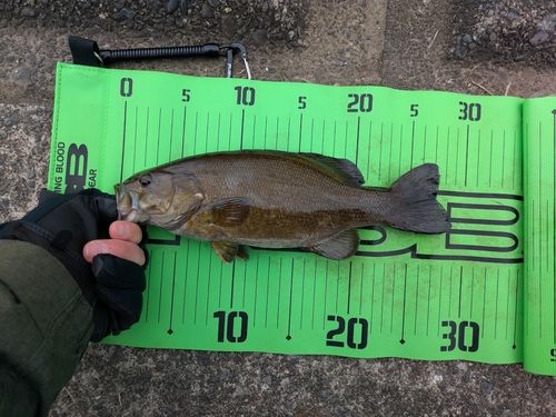 スモールマウスバスの釣果