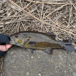 スモールマウスバス