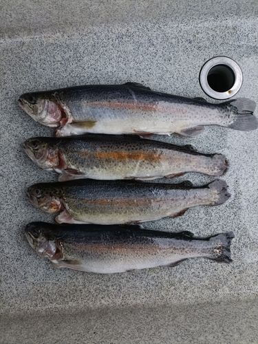 フィッシングパーク高島の泉