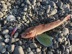 ホウボウの釣果