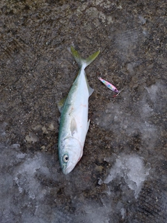 ツバイソの釣果