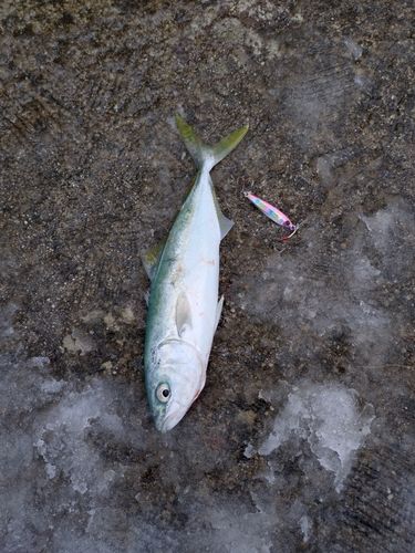 ツバイソの釣果