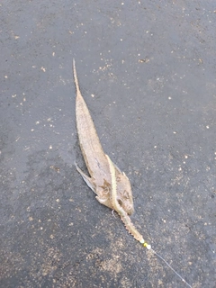 メゴチの釣果