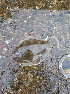 マコガレイの釣果